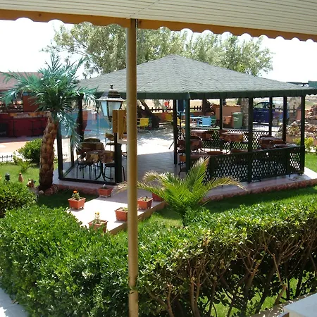 Palmera